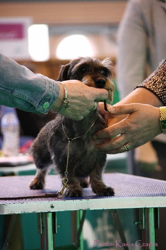 Crufts2011_2 1360.jpg